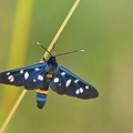 Weißfleck-Widderchen (Amata sp.)
